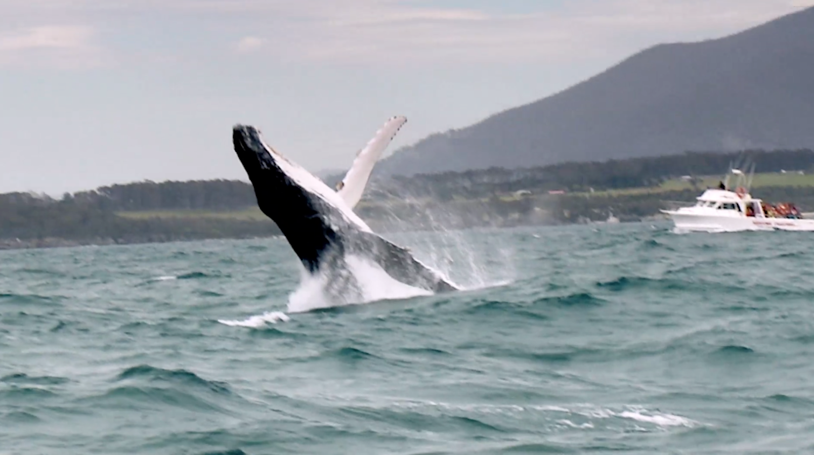 Preventing Whale Ship Strikes - California Academy Of Sciences