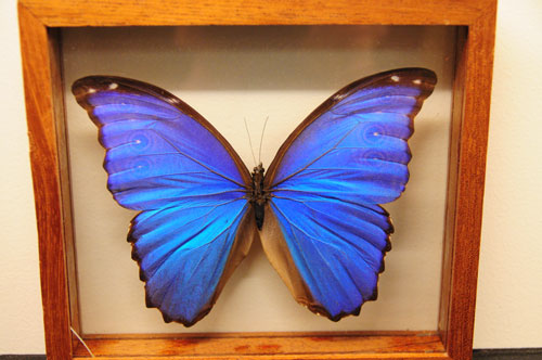 blue_morpho