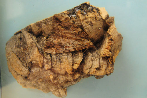 camouflaged_moth