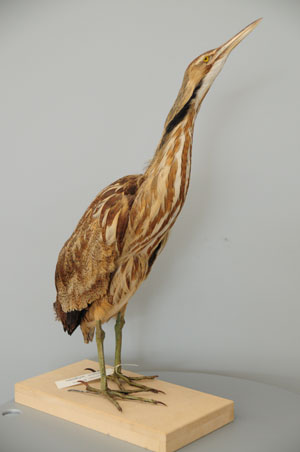 american_bittern