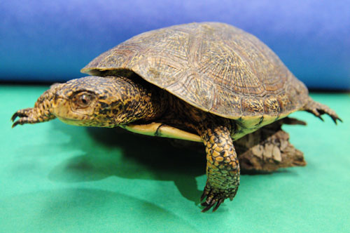 western_pond_turtle