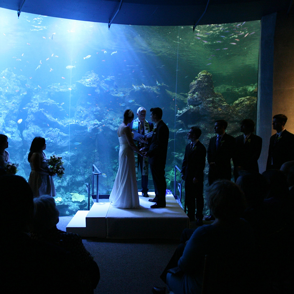 wedding in front of aquarium