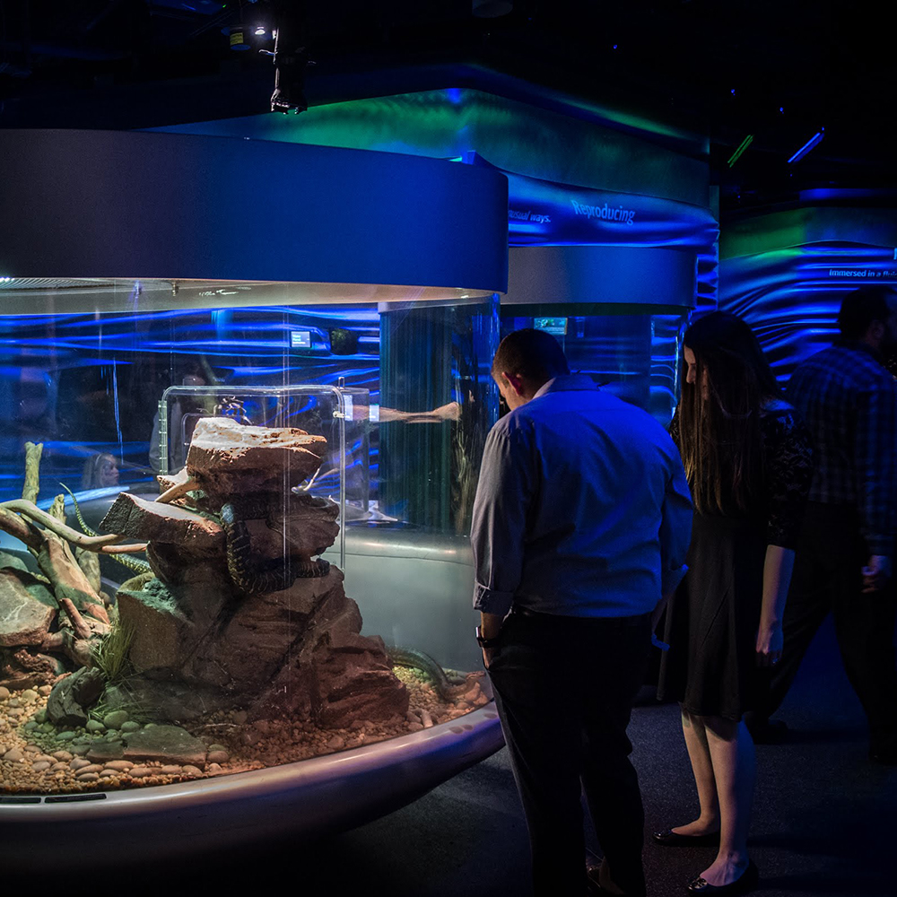 corporate teams walking in aquarium