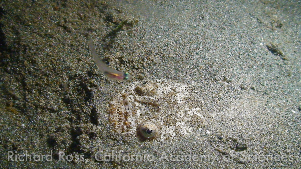 The stargazer, Uranoscopus sulphureus, eyes a passing fish