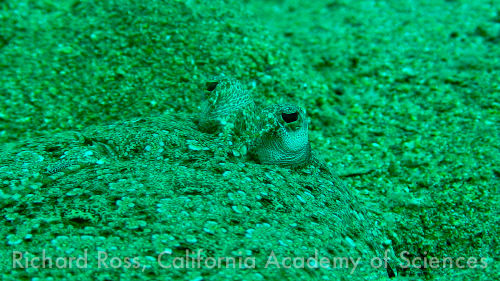 The eyes of this flatfish look like two different animals as they protrude from the substrate while the rest of the fish remains perfectly hidden