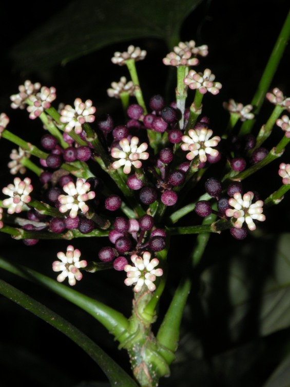 Osmoxylon! If you're familiar with the flower arrangement of carrots or Queen Anne's lace, you might recognize this genus as a woody tropical member of the flowering plant family Araliaceae. The old Apicaceae (carrot family) turns out to be a mainly north-temperate component of this much larger family.