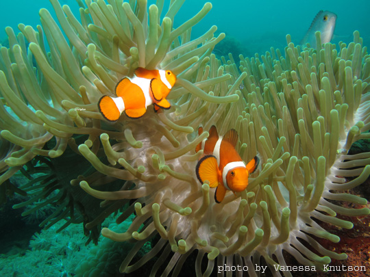 Anemone fish