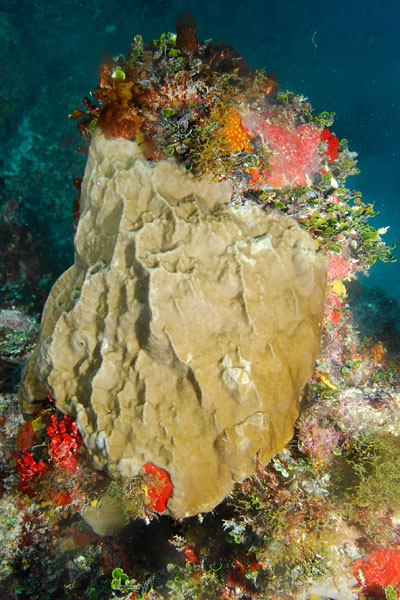 Another colony of Millepora laboreli.