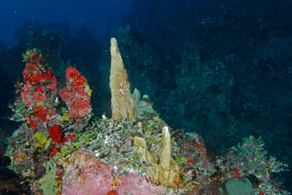 The endemic fire coral Millepora laboreli.