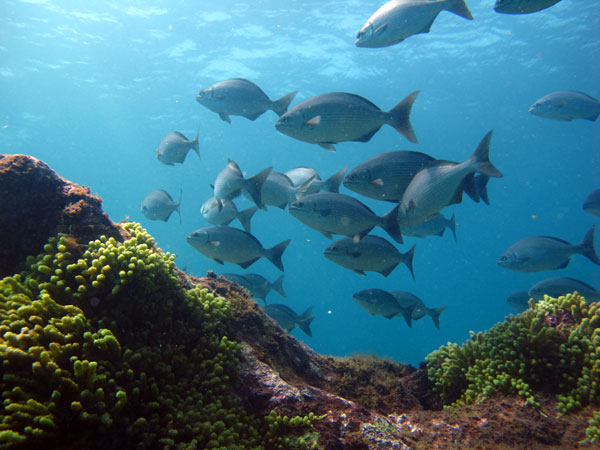 School of Chubs (Kyphosus sectatrix).