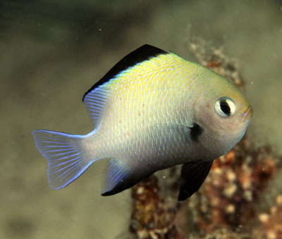 Dascyllus marginatus, a damselfish endemic to the Red Sea