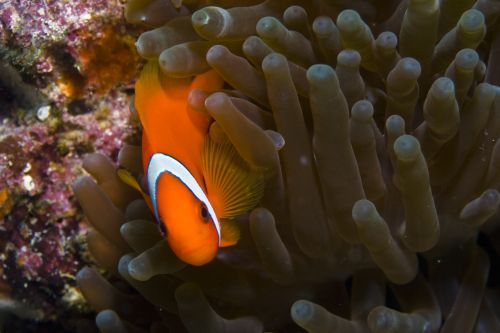 clownfish