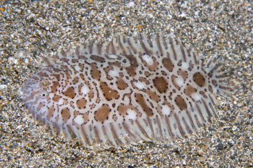 flatfish