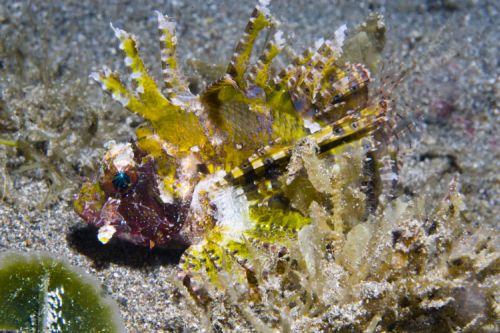 scorpionfish