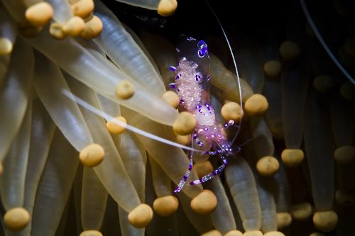 Commensal shrimp, Periclemenes sp.