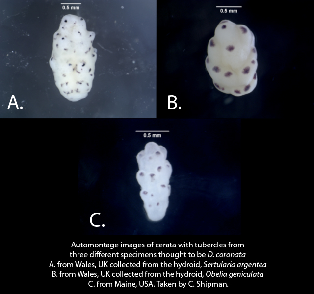 tubercles4