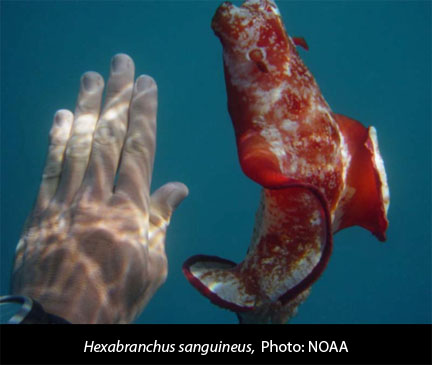 Hexabranchus_sanguineus