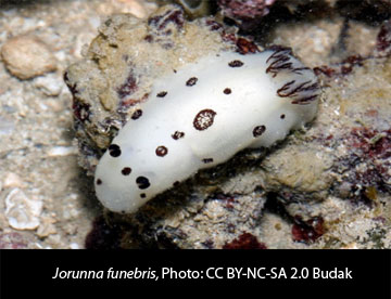 Jorunna funebris