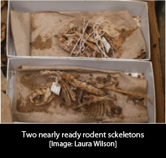 rodent bones