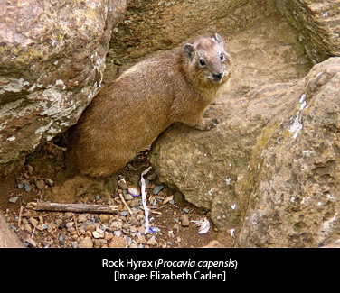 hyraxwcap