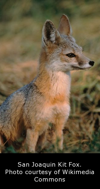 San Joaquin Kit Fox