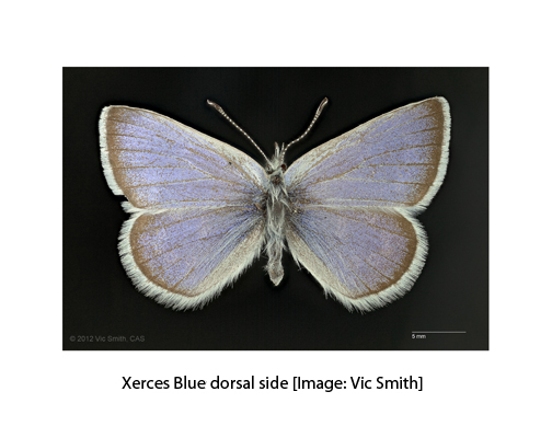 xerces-dorsal-wcap