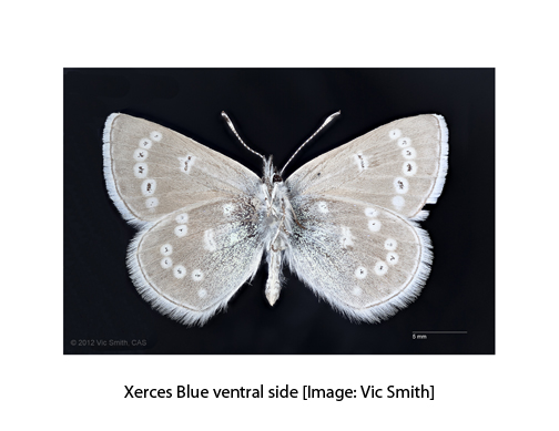 xerces-ventral-wcap1