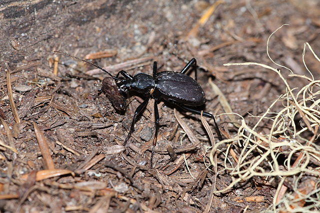 Scaphinotus angusticollis. Photo courtesy of ©2008 Walter Siegmund.