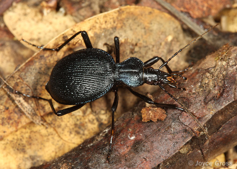 Scaphinotus interruptus