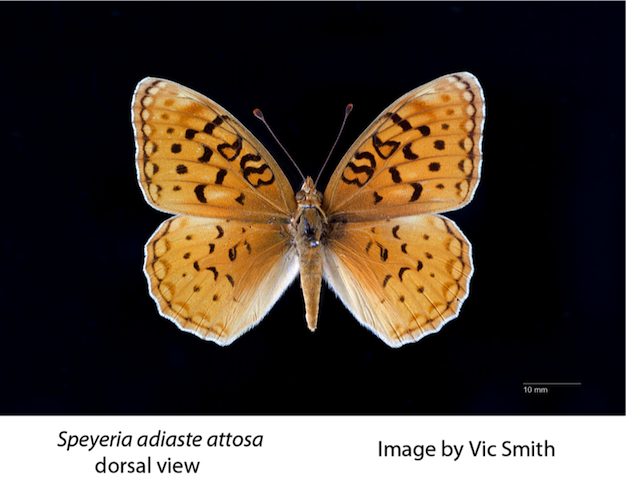 Speyeria adiaste attosa