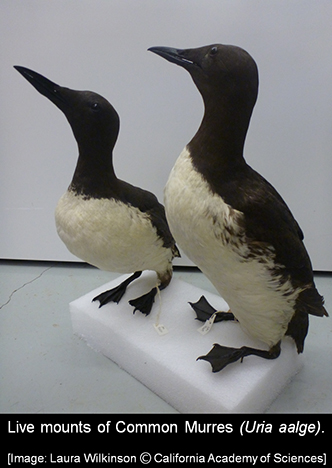 murres_livemounts