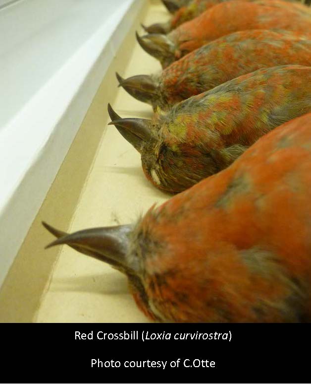 crossbills