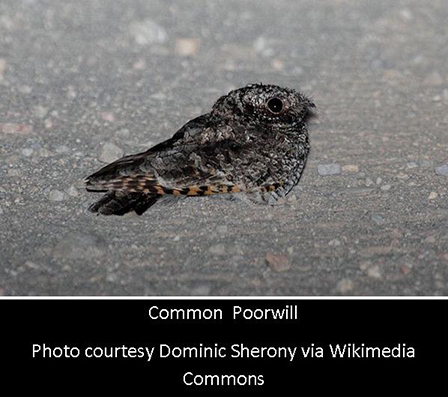 common-poorwill-photo1