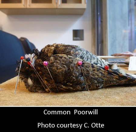 common-poorwill-specimen1