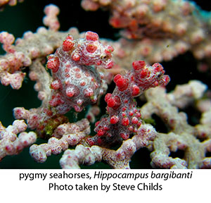 pygmy_seahorse