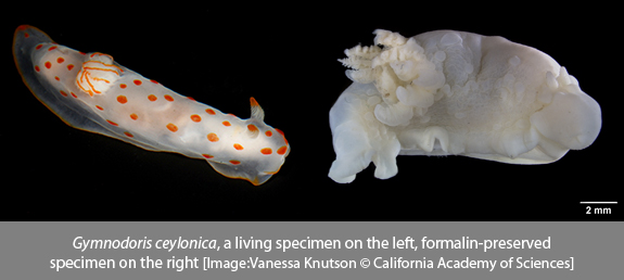 gymnodoris-ceylonica-comparison