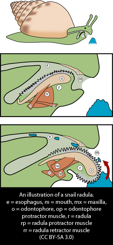 362px-Radula_diagram3cap