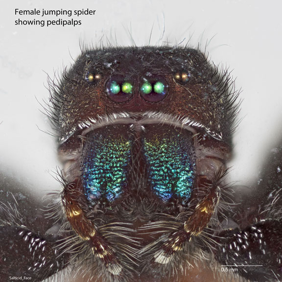 Salticid_Face.2