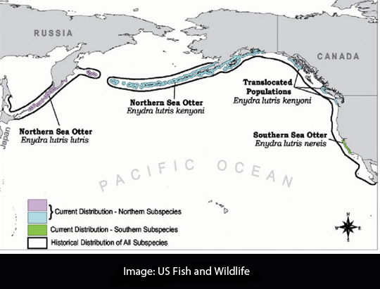 special_spp_otter_fig1.3