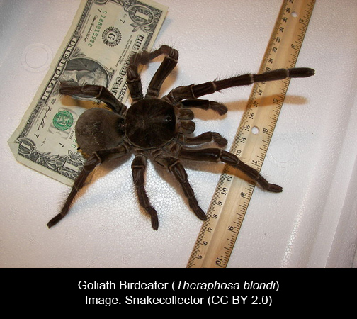 800px-Theraphosa_blondi_vk