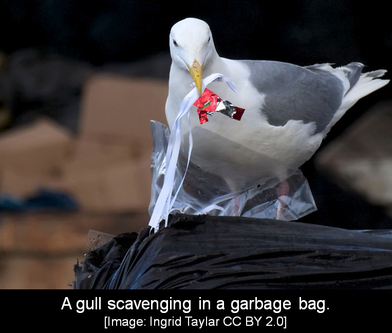 photo_gull trash copy