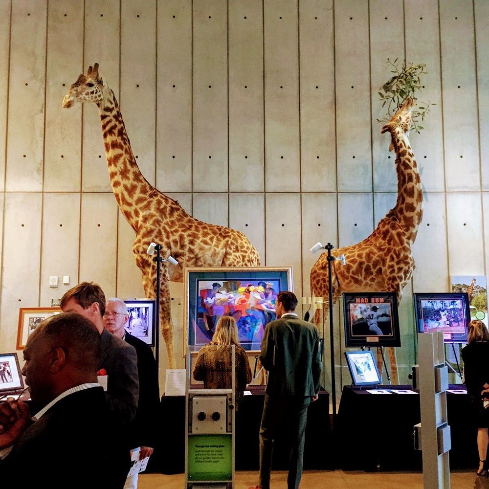 silent auction in front of taxidermy giraffes 