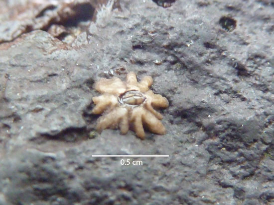 micro barnacle