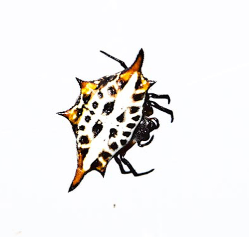 gasteracantha-sanguinolenta