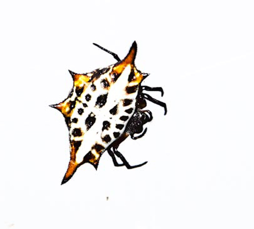 gasteracantha-thomasinsula