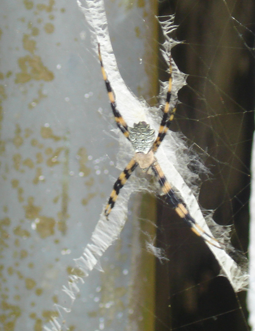 argiope1