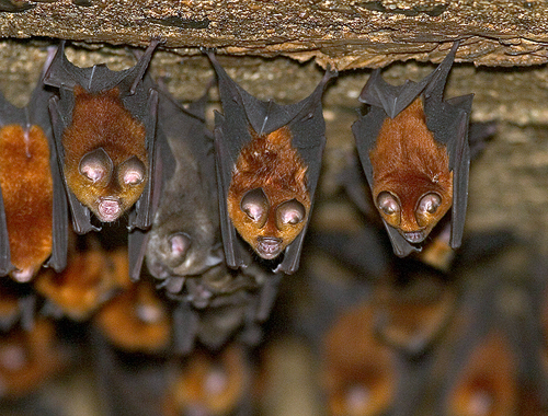 bats-nova-cuba