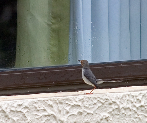 prinia