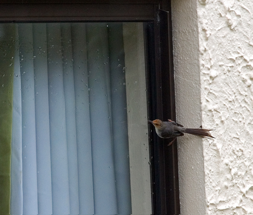 prinia2