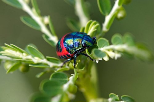 scutellaridae-true-bug-weck1